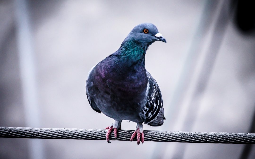 POMBO DOMÉSTICO: CONVIVENDO COM O INIMIGO