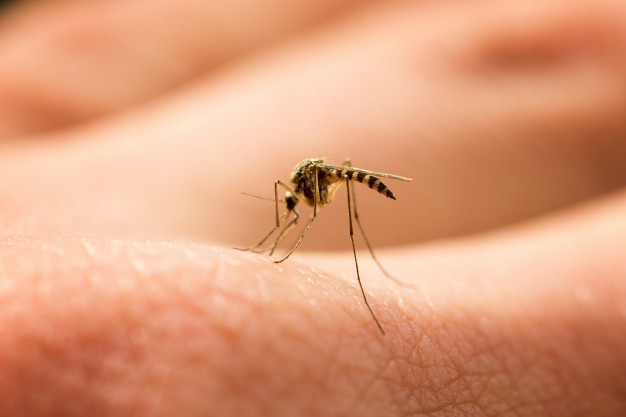 Município de Pernambuco usa drones para identificar focos de dengue