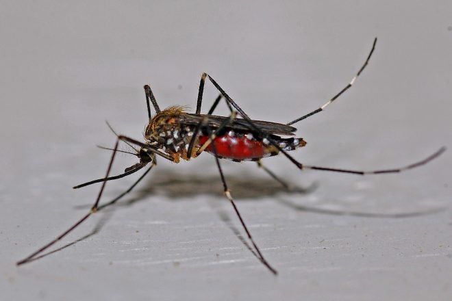 Recife pode implementar tecnologia norte-americana de monitoramento do Aedes aegypti