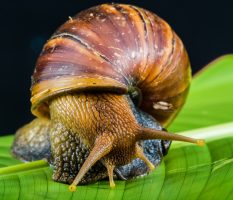 Caramujos africanos infestam Cacoal (RO) e deixam moradores preocupados