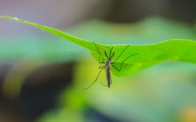 Os mosquitos podem diminuir a produtividade da sua empresa