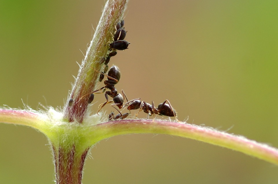 Quer se ver livre de formigas? Conheça os métodos de controle de formigas