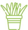 Plantas com aranhas Plantas com aranhas