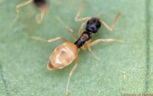 Formiga fantasma