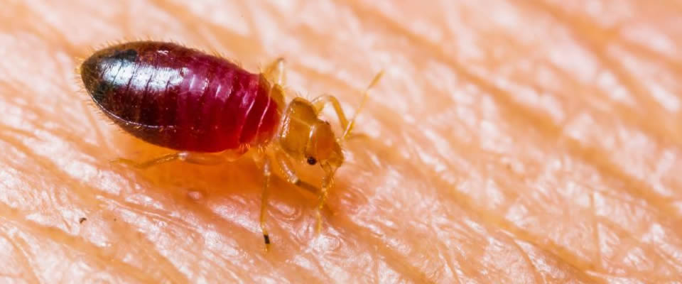 A importância da dedetização de percevejos de cama