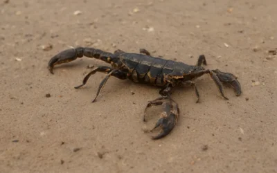 Escorpiões: por que esses animais são tão temidos?