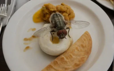 Como proceder com o Controle de Moscas em Granjas?