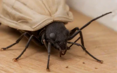 Como funciona a dedetização de percevejos, serviço que combate a Doença de Chagas