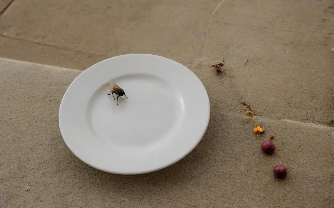 Como Funciona um Contrato de Dedetização?