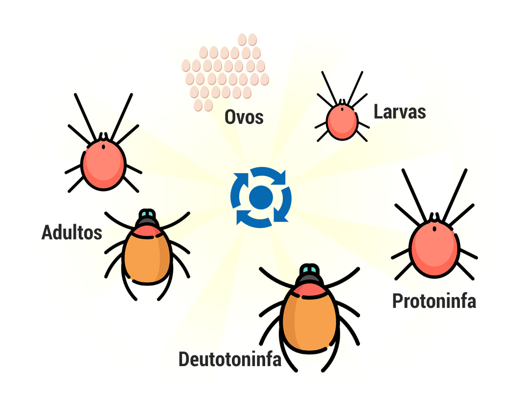 Ciclo de vida dos ácaros - Controle de Pragas