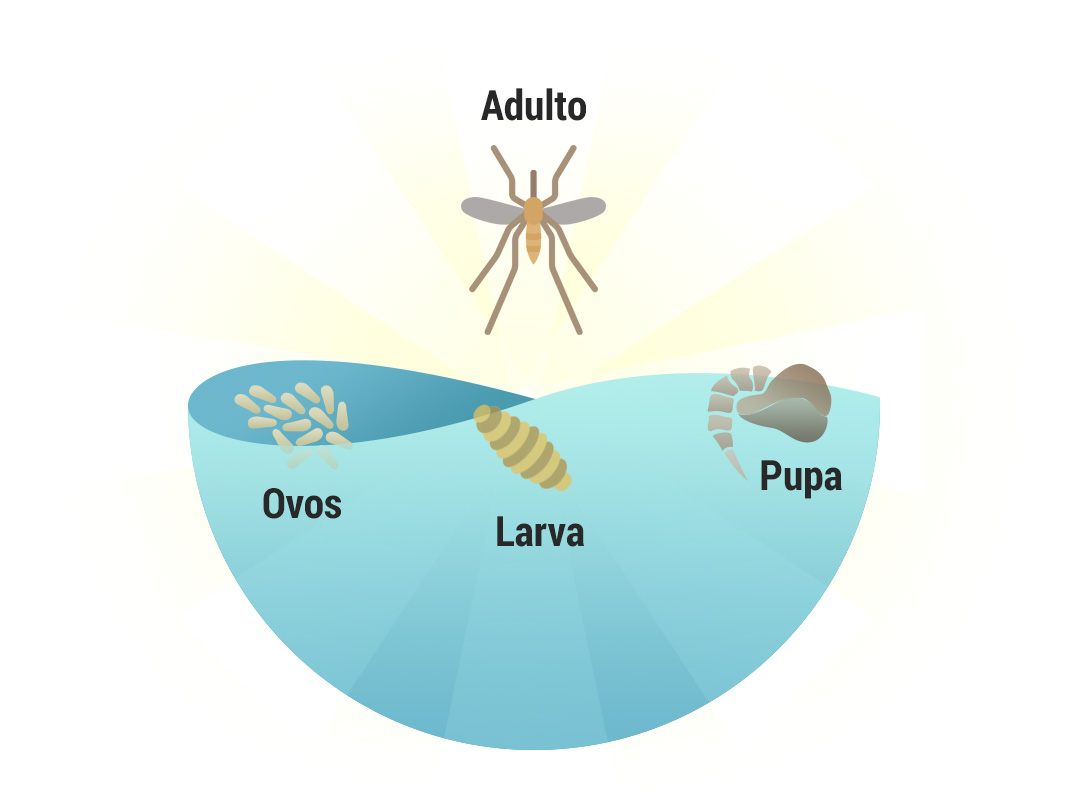 Ciclo de vida abelhas, vespas e marimbondos - Controle de Pragas