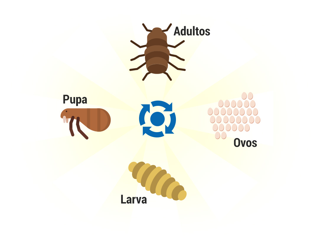 Ciclo de vidas das pulgas - Dedetização de Pulgas