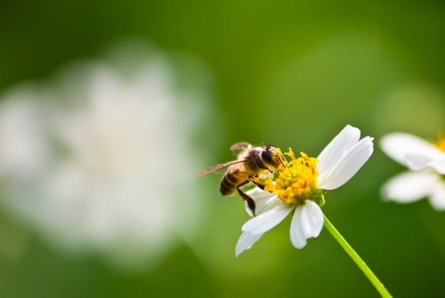 Abelhas, Vespas e Marimbondos  Biologia, Ciclo de Vida, Fotos Abelhas