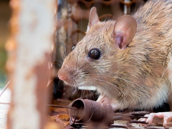 Ratos - Recife - Pernambuco / Ciclo de Vida, Biologia, Doenças