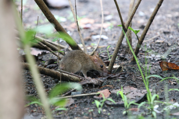 Ratos - Recife - Pernambuco / Ciclo de Vida, Biologia, Doenças