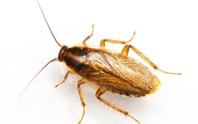 Como afastar baratas francesinhas?