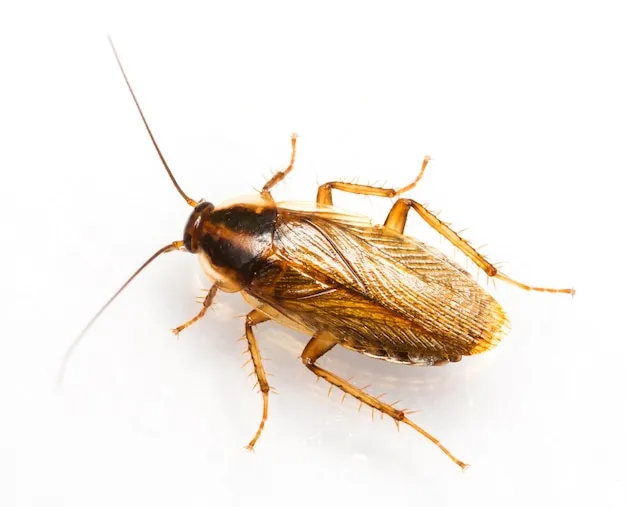 Como afastar baratas francesinhas?