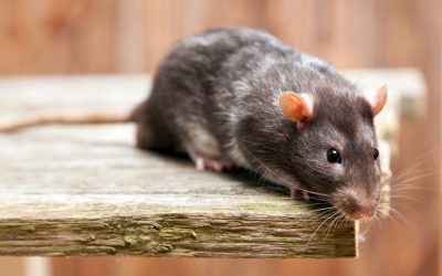 Fezes de ratos: isso pode ser sinal de infestação