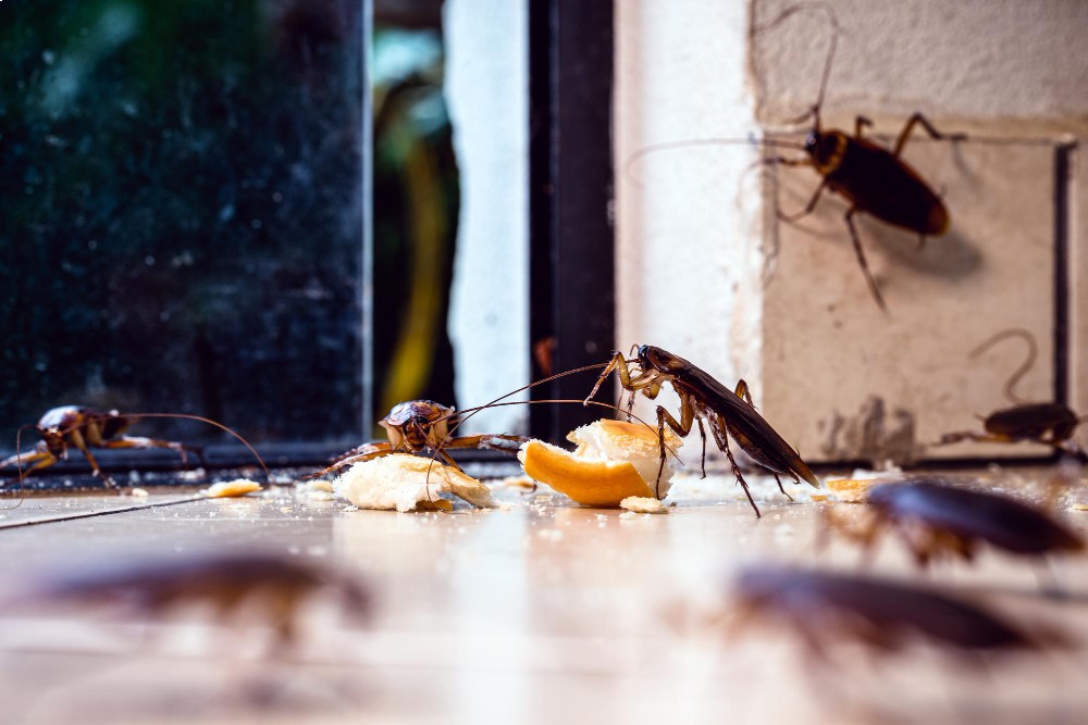 Infestação de barata de esgoto: conheça os problemas