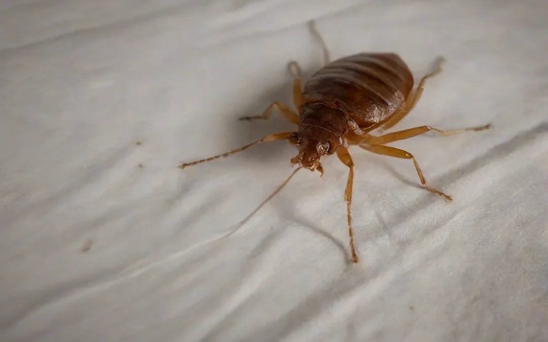 Dedetização de percevejos de cama: contrate com especialistas!