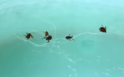 Como acabar com a infestação de Carrapatos?