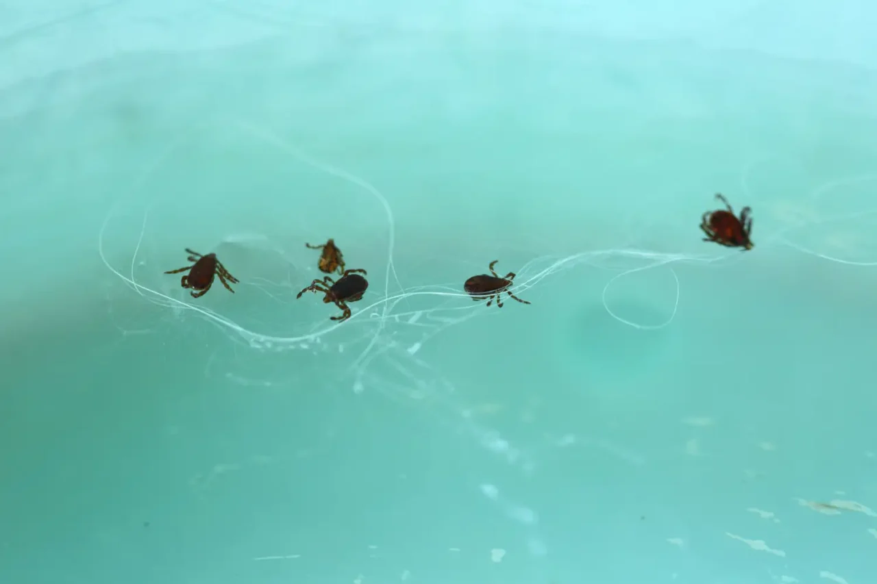 Dedetizacao-Carrapatos-9999x-1280x853 Como acabar com a infestação de Carrapatos?