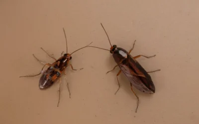 O que fazer para acabar com a Infestação de Baratas em Carros?