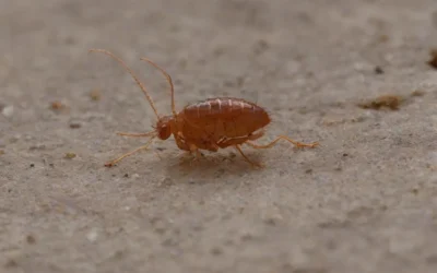 Precisa da Dedetização de Carros? Fale com uma empresa experiente!