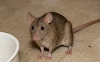 Terrenos vizinhos com ratos: por que investir na Desratização?