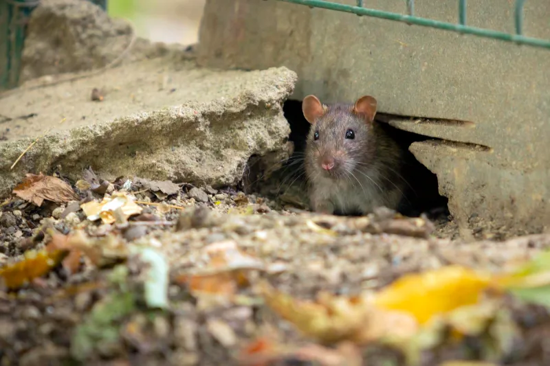 Terrenos vizinhos com ratos: por que investir na Desratização?