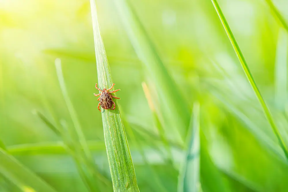 Controle de Carrapatos: como acabar com carrapatos no pátio