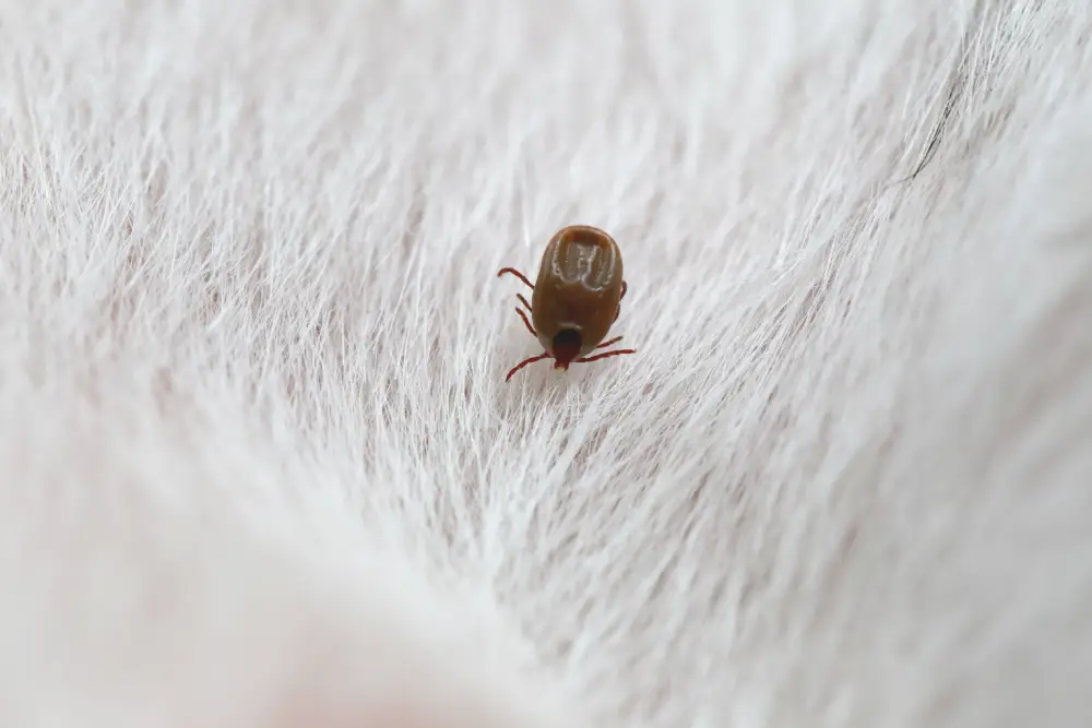 Dedetização de Carrapatos: como acabar com os carrapatos no ambiente?