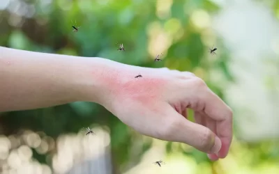 Conheça mais sobre o mosquito da dengue e sobre a doença transmitida por ele