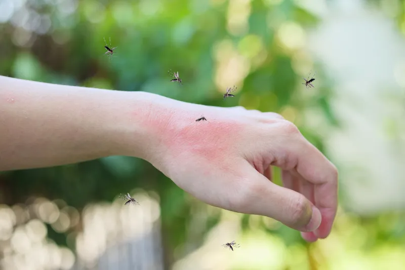 Conheça mais sobre o mosquito da dengue e sobre a doença transmitida por ele