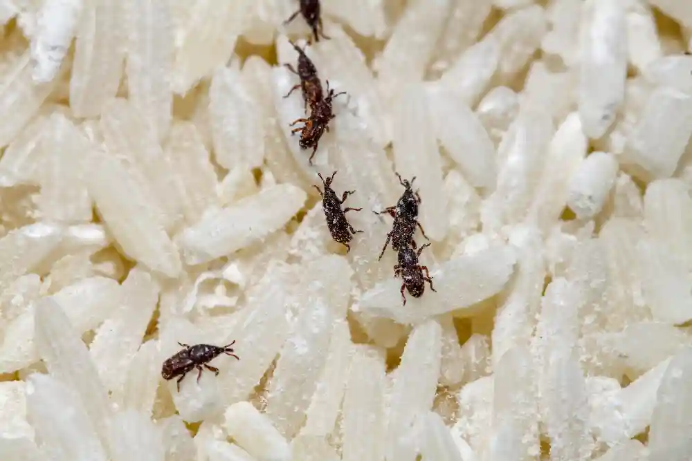 Manejo Integrado de Pragas: conheça a maneira mais eficiente de manter os vetores longe de você