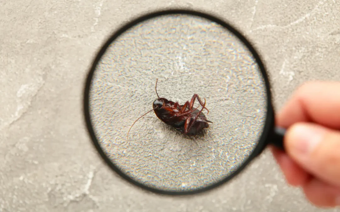 Quais são os sinais de infestação de baratas?