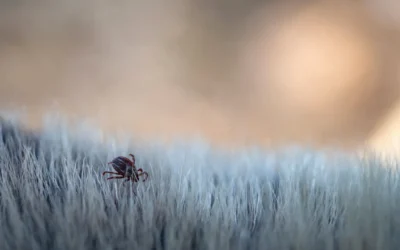 Tipos de Carrapatos Perigosos