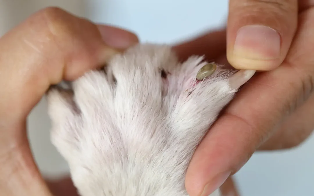 Transmissão de Doenças pelos Carrapatos
