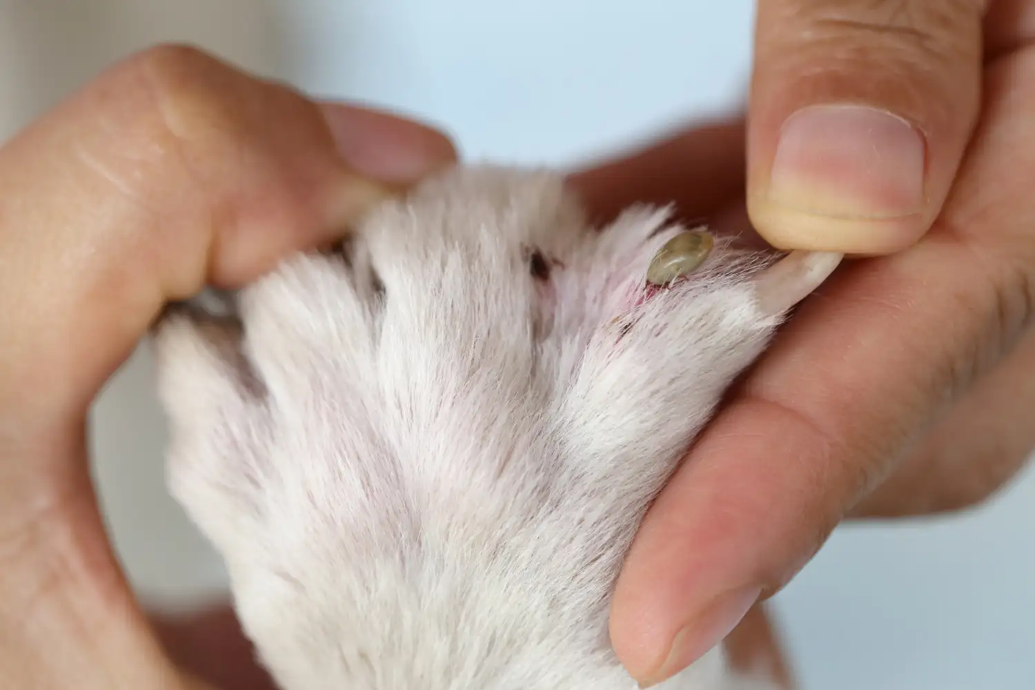 Transmissão de Doenças pelos Carrapatos Transmissão de Doenças pelos Carrapatos