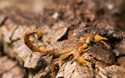 Escorpiões: Aumenta o número de ataques nos centros urbanos