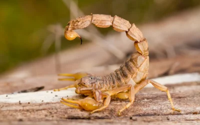 Como afastar os escorpiões?