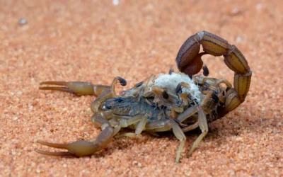 Tipos de Escorpiões: saiba quais são as principais ameaças