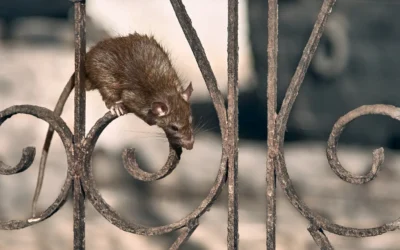 Perigos Invisíveis: A Ameaça dos Ratos de Esgoto e Seus Impactos na Saúde Pública