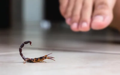 Infestação de escorpiões: livre-se da ameaça dessas pragas peçonhentas