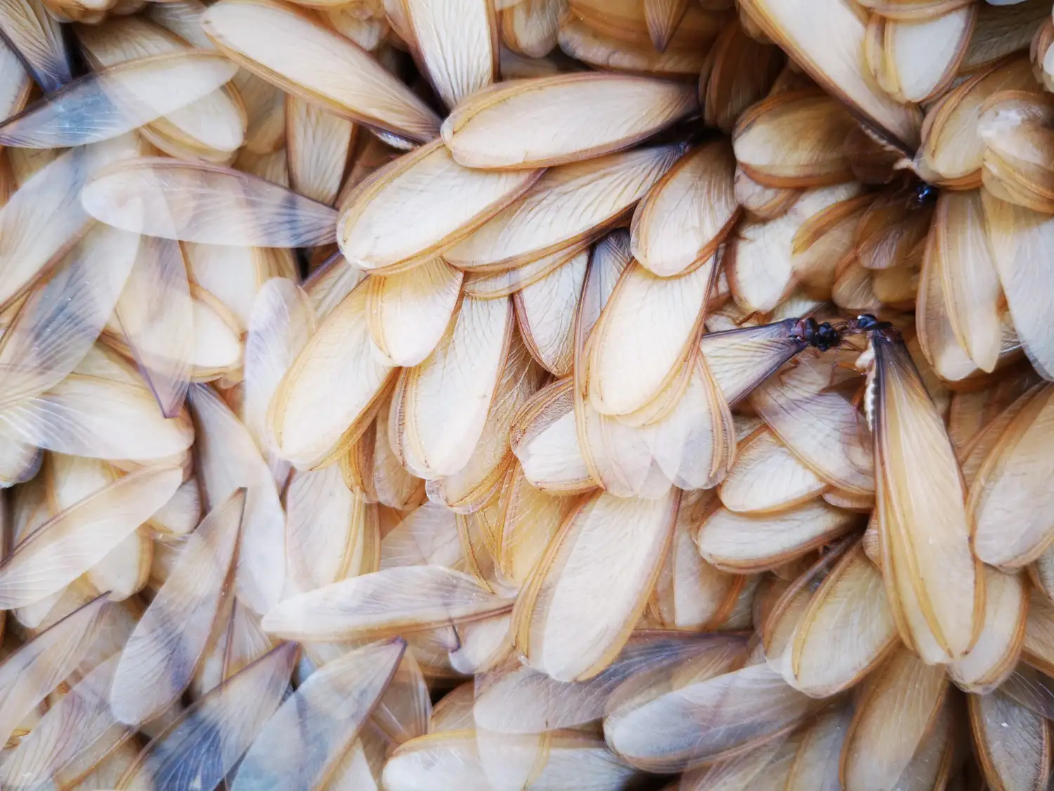 Cupins Voadores: Estratégias para Lidar com Infestações e Evitar Danos