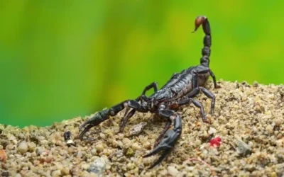 Preço da dedetização de escorpiões: como funciona?