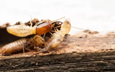 Barreiras Físicas e Químicas: Estratégias de Prevenção Contra Cupins