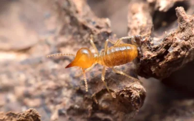 O que os Cupins Realmente Comem? Entenda Como Proteger Seus Móveis
