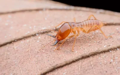 Cupins em Apartamentos e Prédios: Problemas Específicos e Soluções