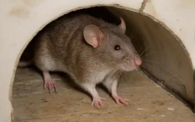 Achou ninho de rato? Realize o controle de roedores